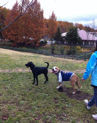 IMG_1248 IMG_1248